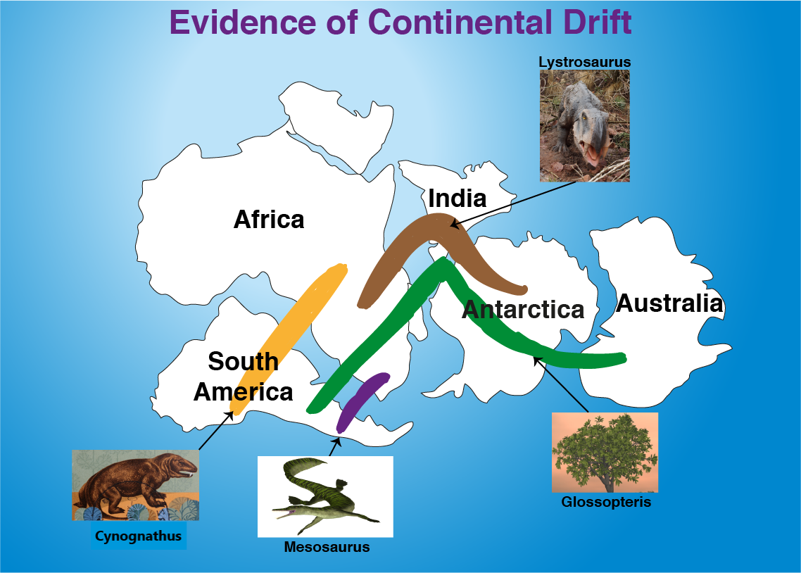 Mesosaurus was areptile that lived in freshwater about 286 to 258